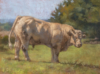 Morvan bull